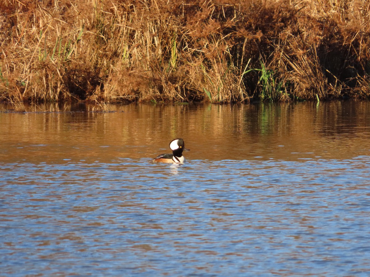 Hooded Merganser - ML645990232