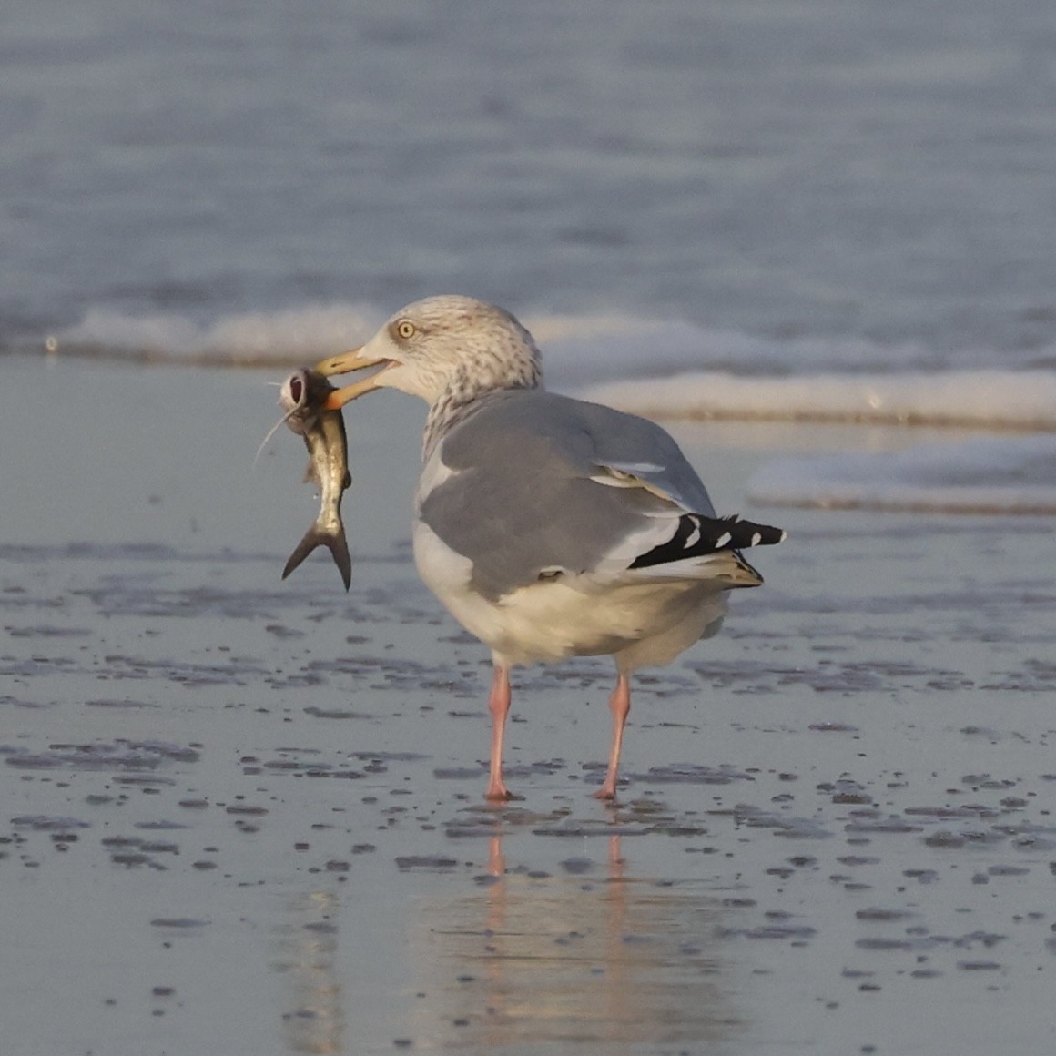 American Herring Gull - ML645990255