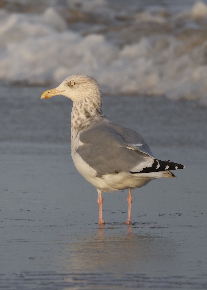 American Herring Gull - ML645990256