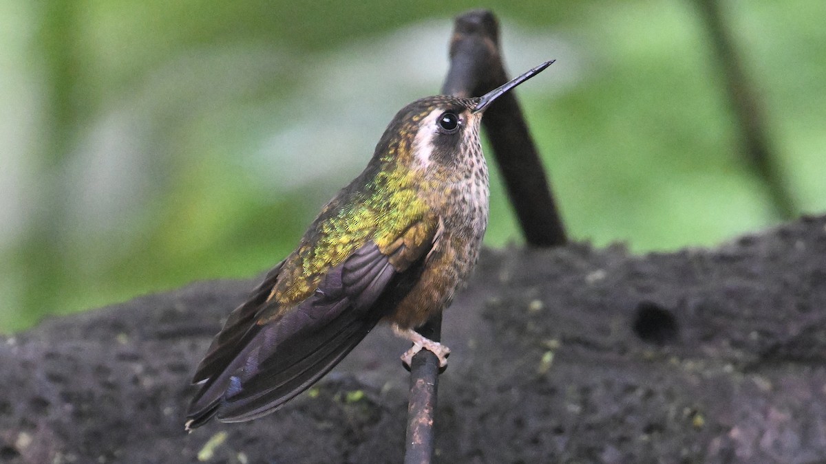 Speckled Hummingbird - ML645990263