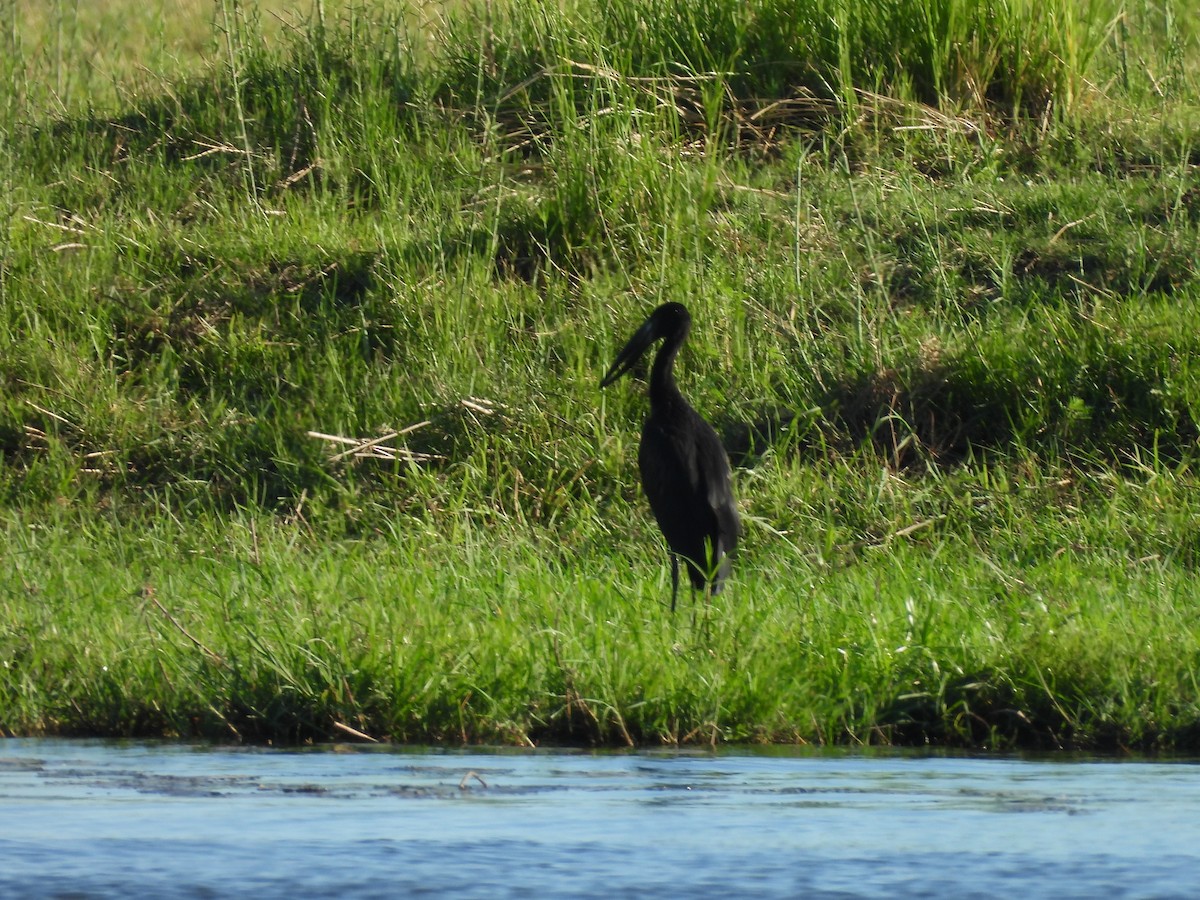 African Openbill - ML645990264