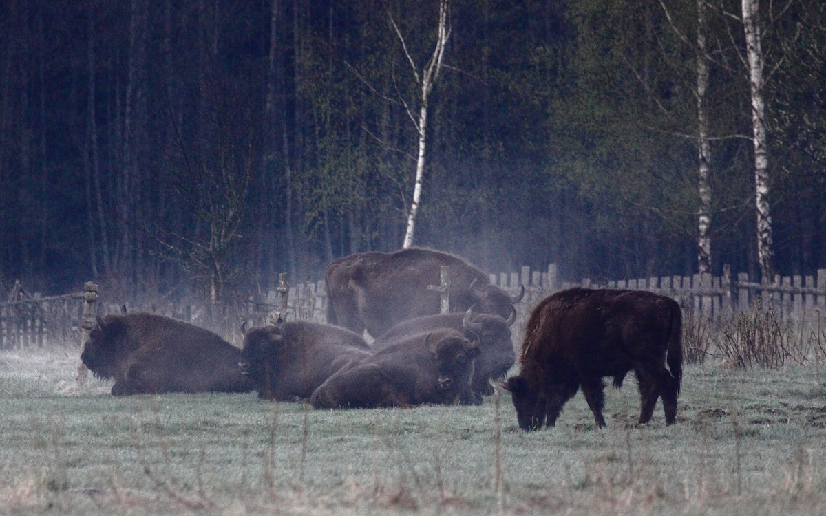 European Bison - ML645990272