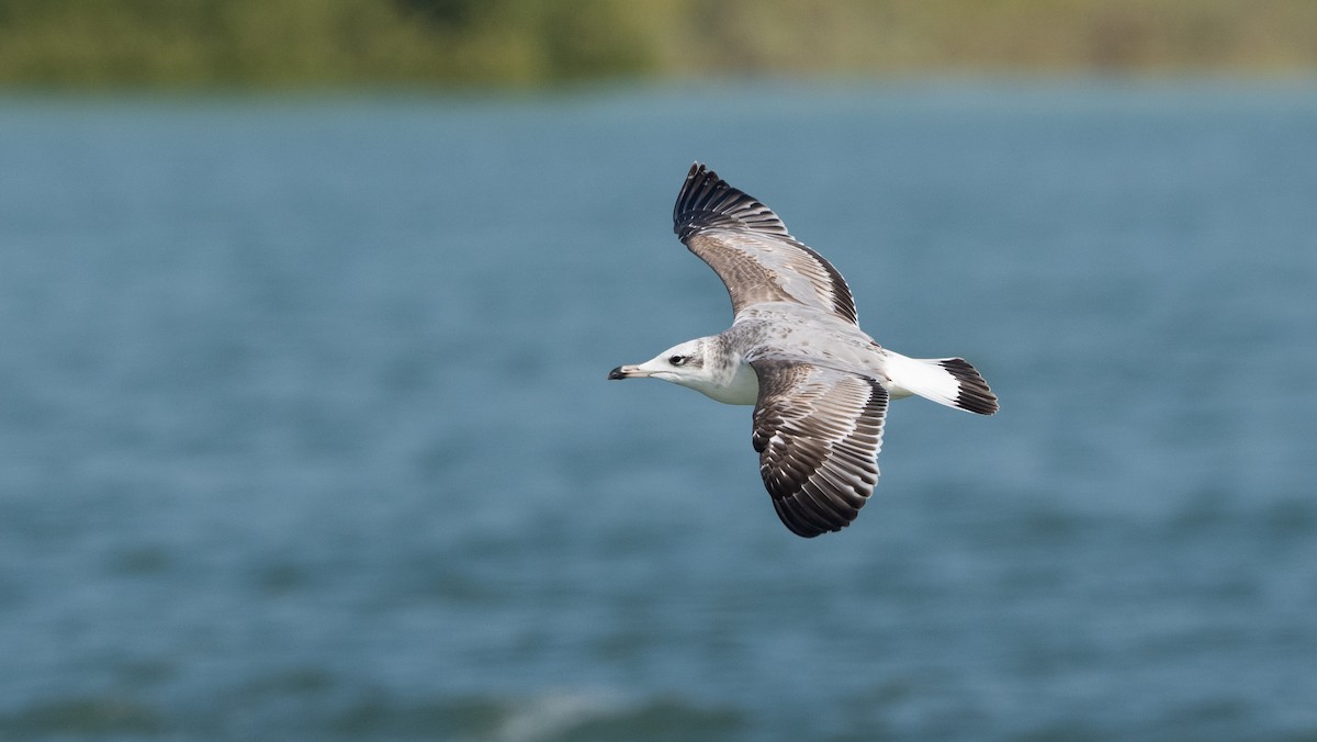 Pallas's Gull - ML645990275