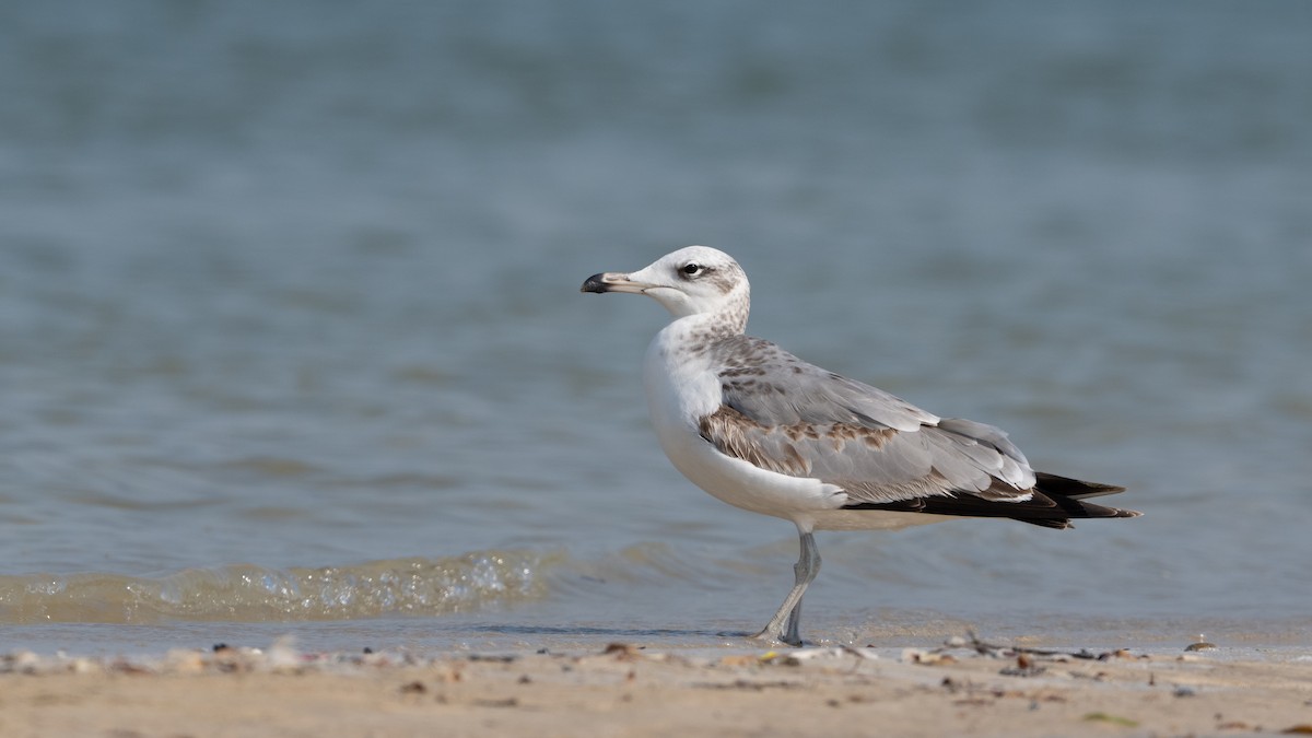 Pallas's Gull - ML645990277