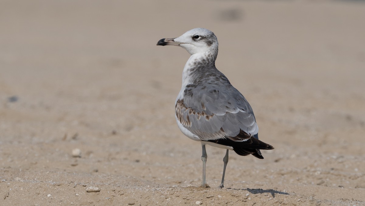 Pallas's Gull - ML645990278