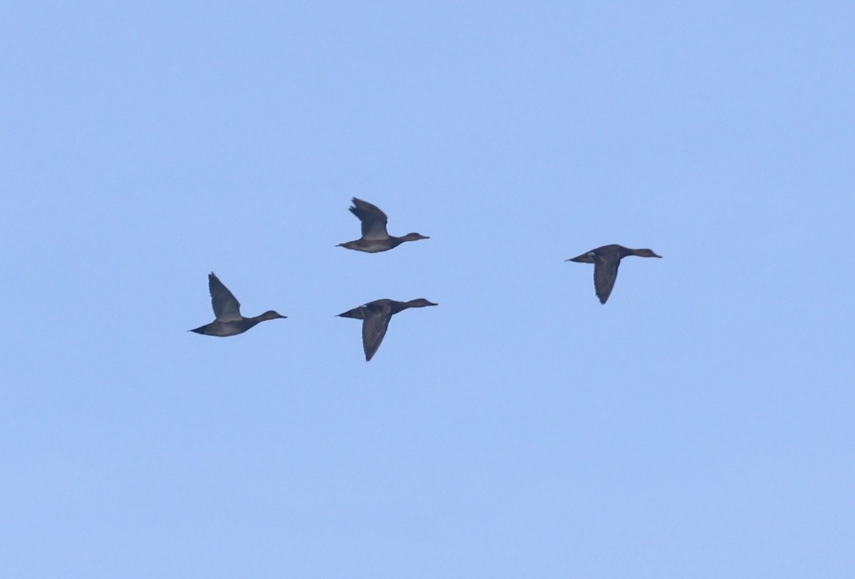 Бор нугас - ML645990279