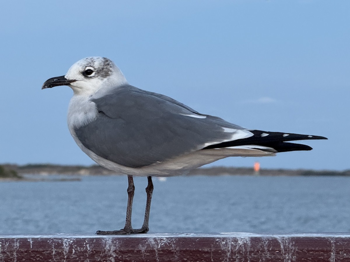 Laughing Gull - ML645990282