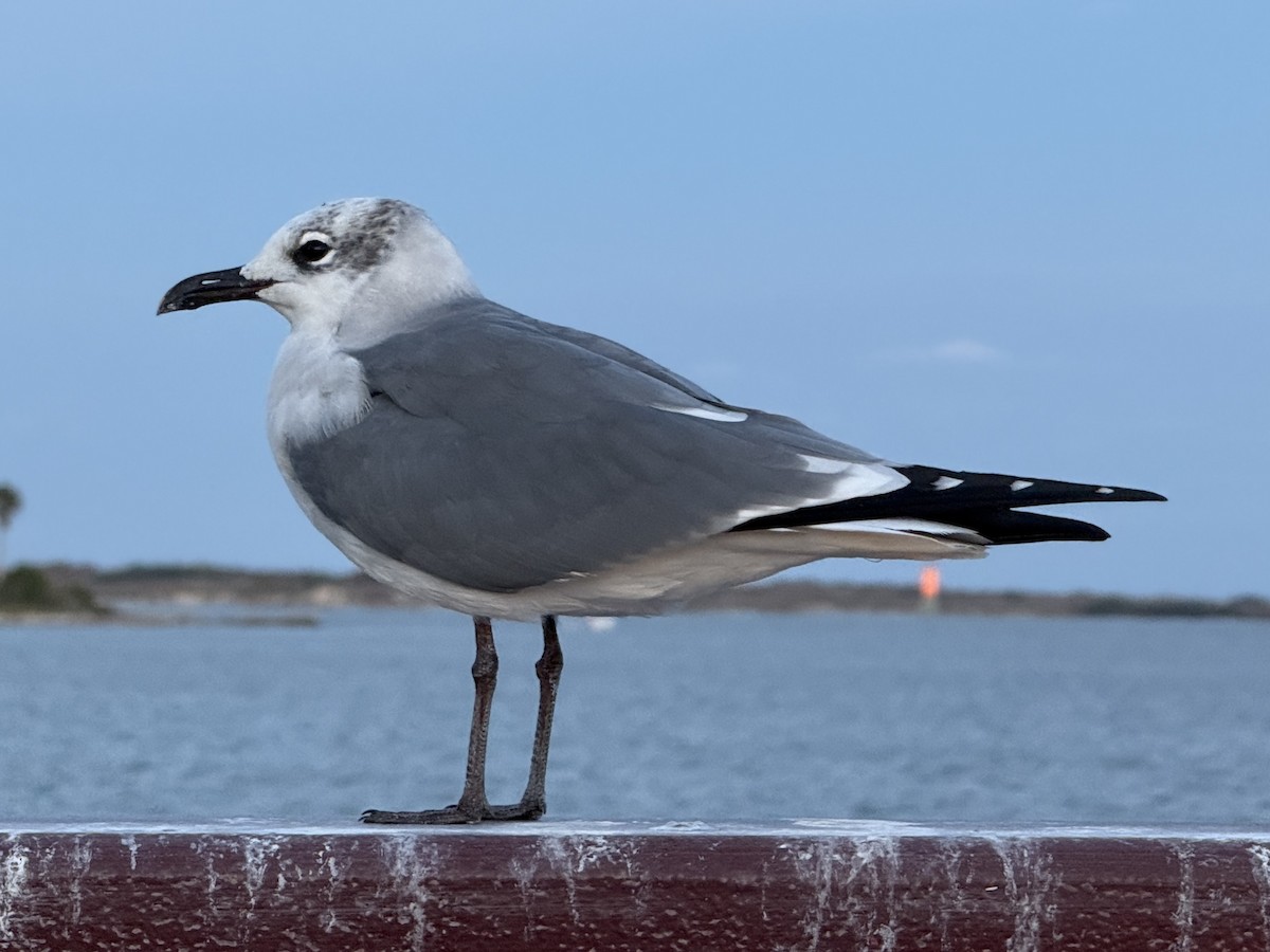 Laughing Gull - ML645990283