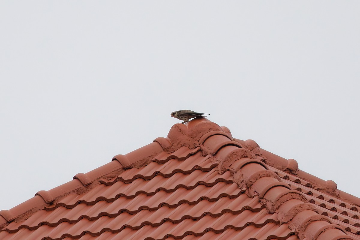 Amur Falcon - ML645990286