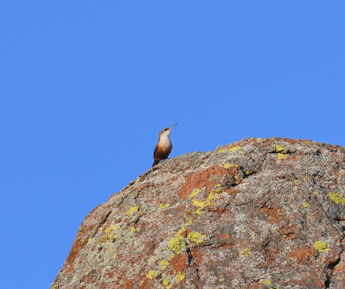 Canyon Wren - ML645990288