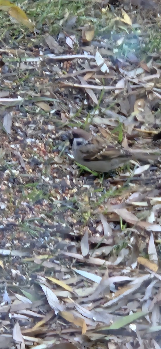 Ağaç Serçesi - ML645990289