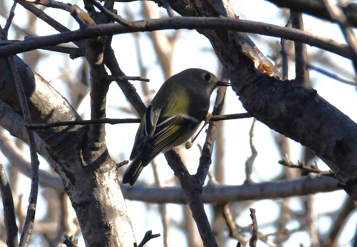 Ruby-crowned Kinglet - ML645990299