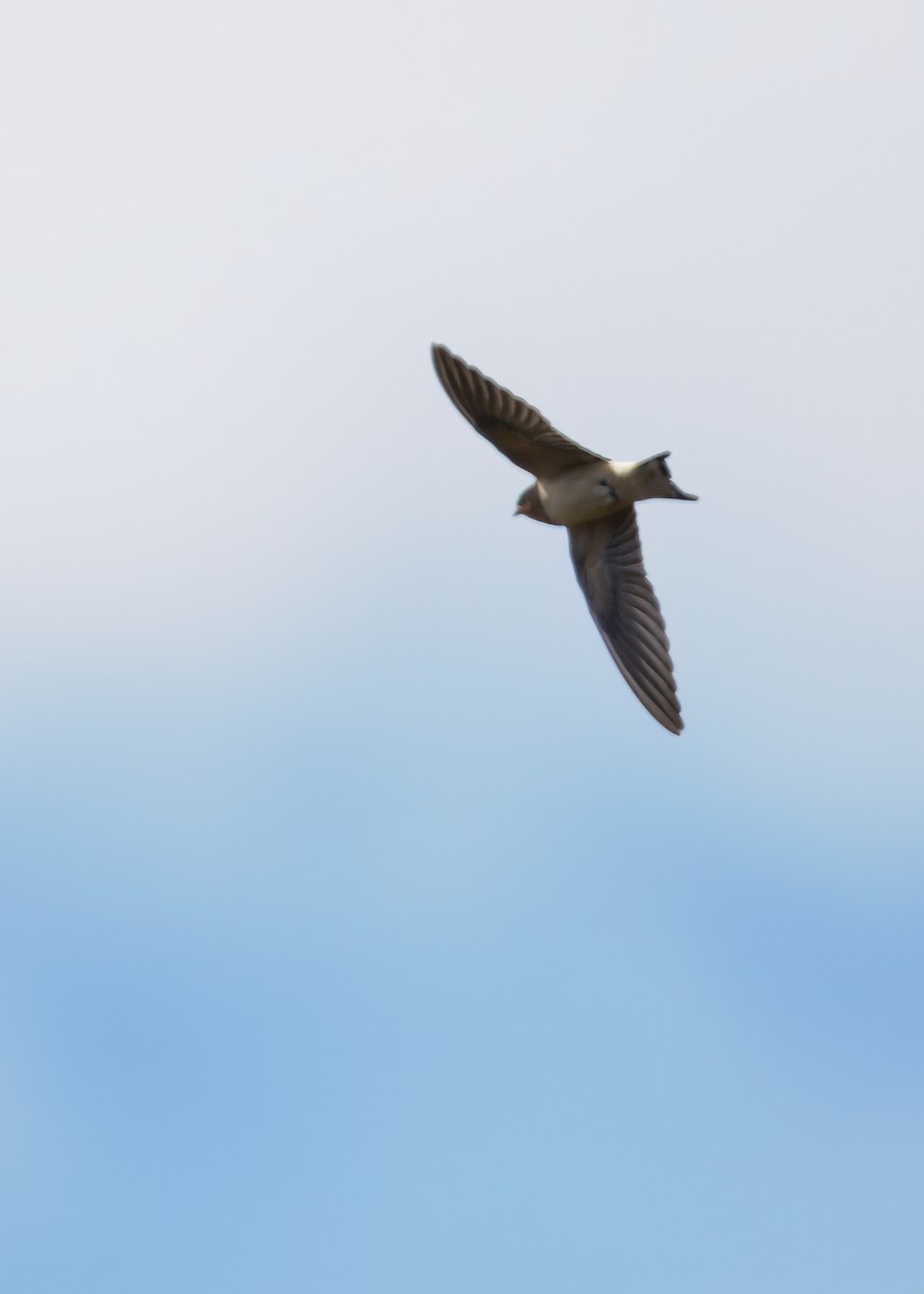 Barn Swallow - ML645990300
