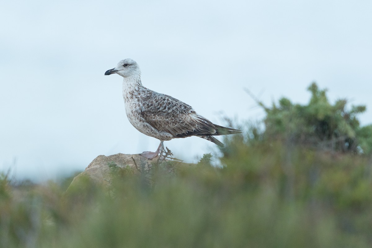 Yellow-legged Gull (michahellis) - ML645990301