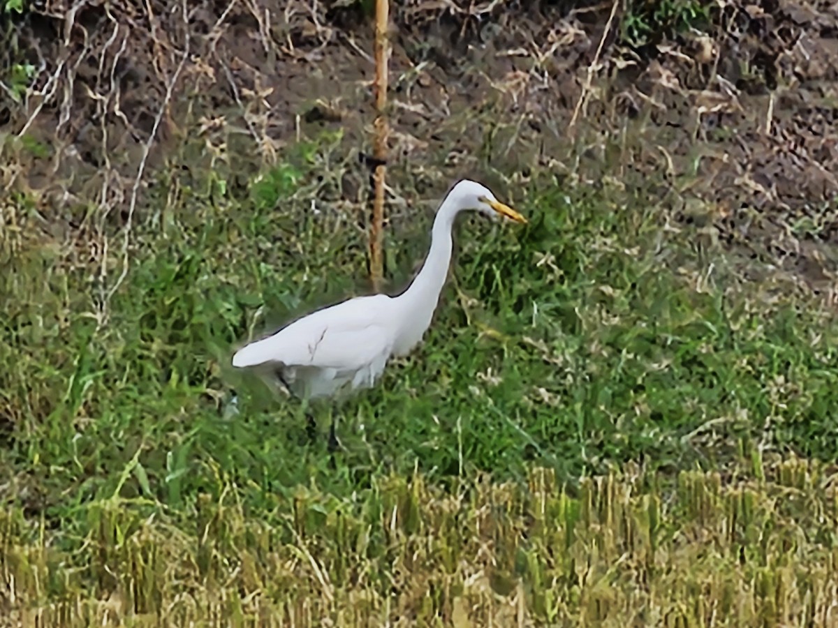 Medium Egret - ML645990304