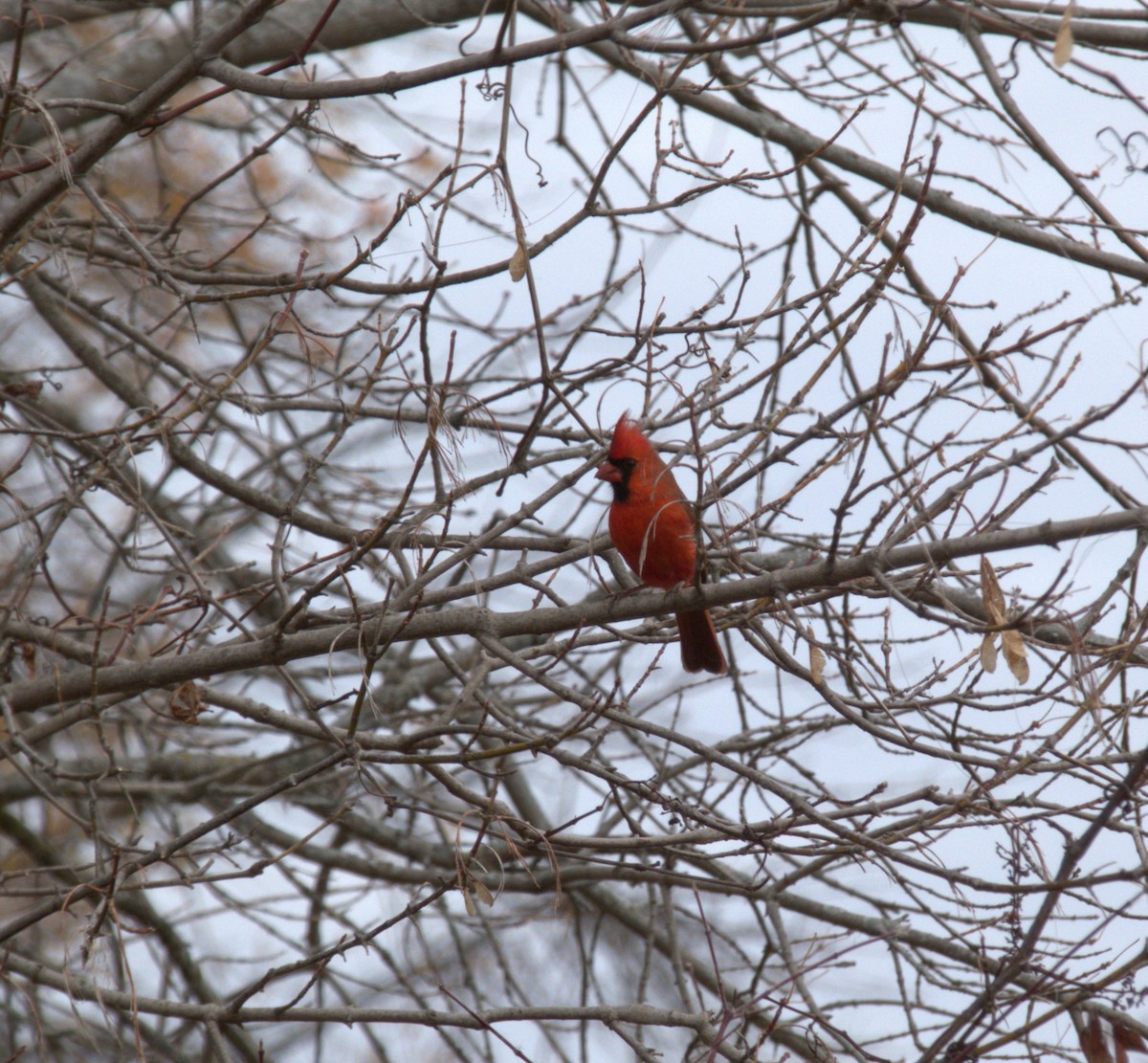 Northern Cardinal - ML645990305