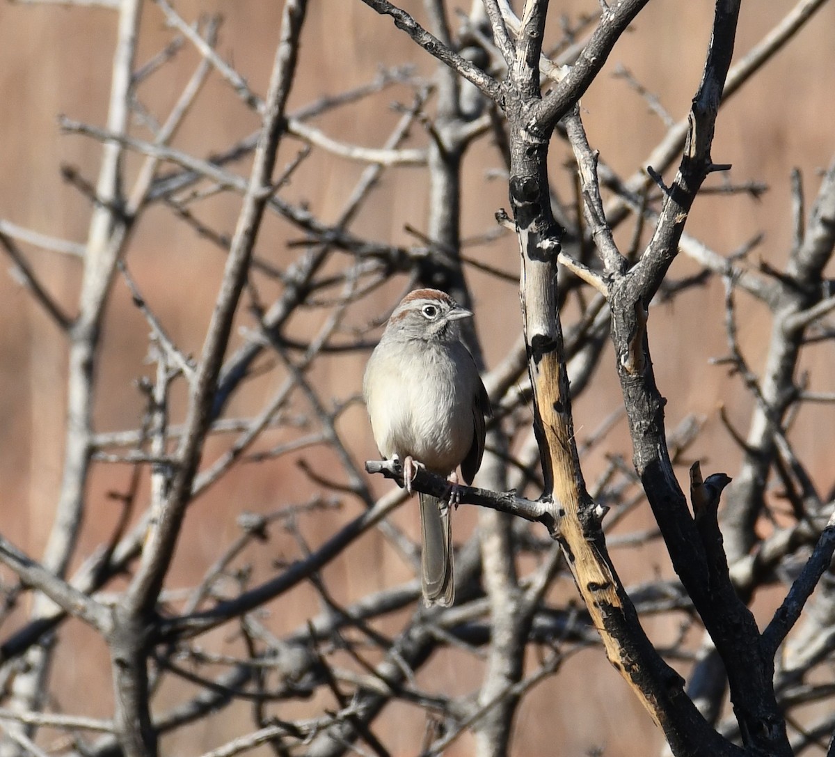 Rufous-crowned Sparrow - ML645990306
