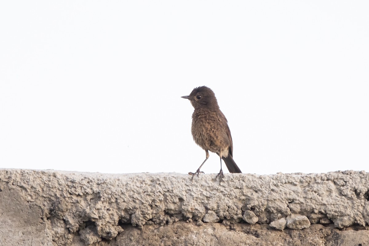 Pied Bushchat - ML645990307