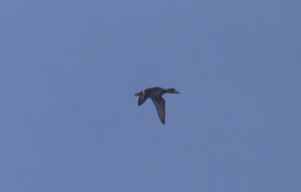 Lesser Scaup - ML645990308