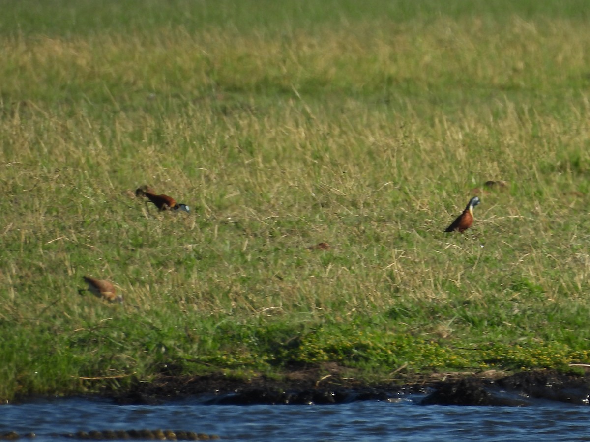 African Jacana - ML645990309