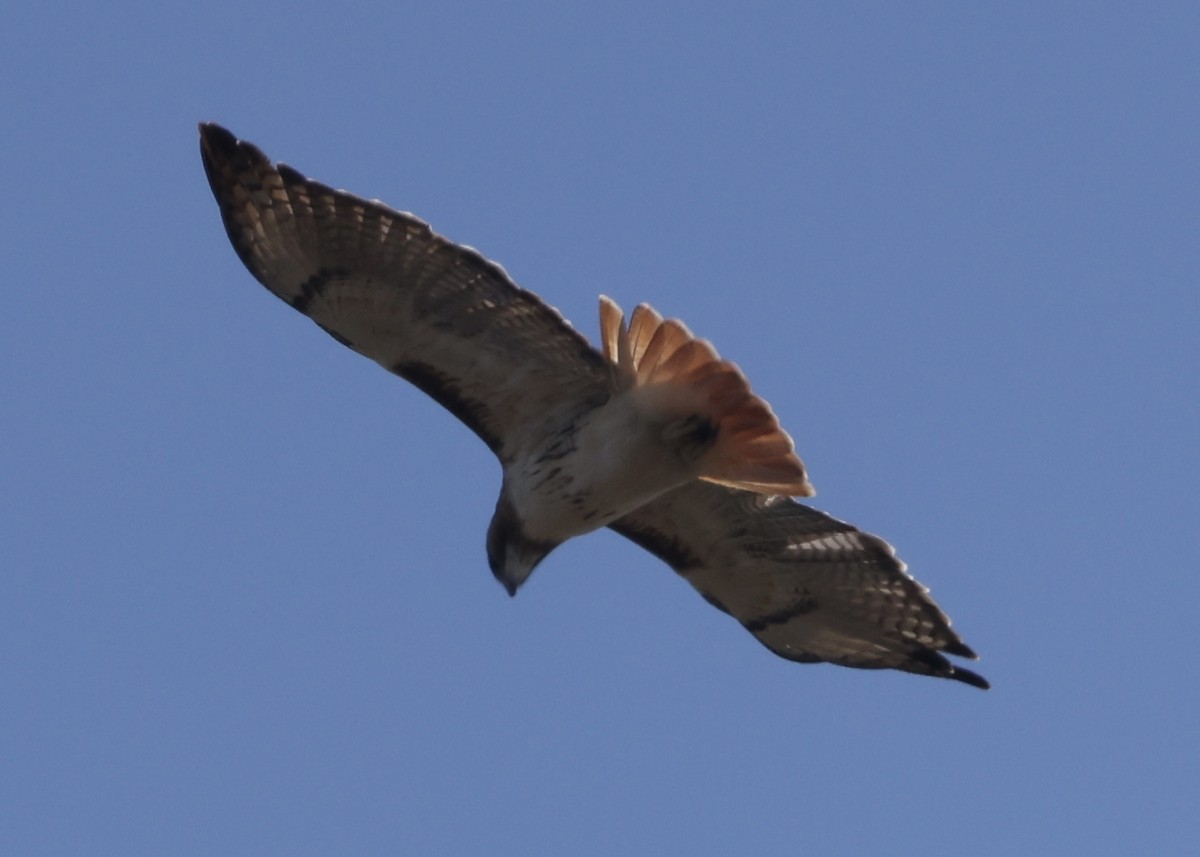 Red-tailed Hawk - ML645990317