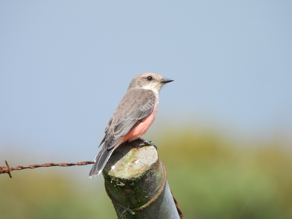Vermilion Flycatcher - ML645990319