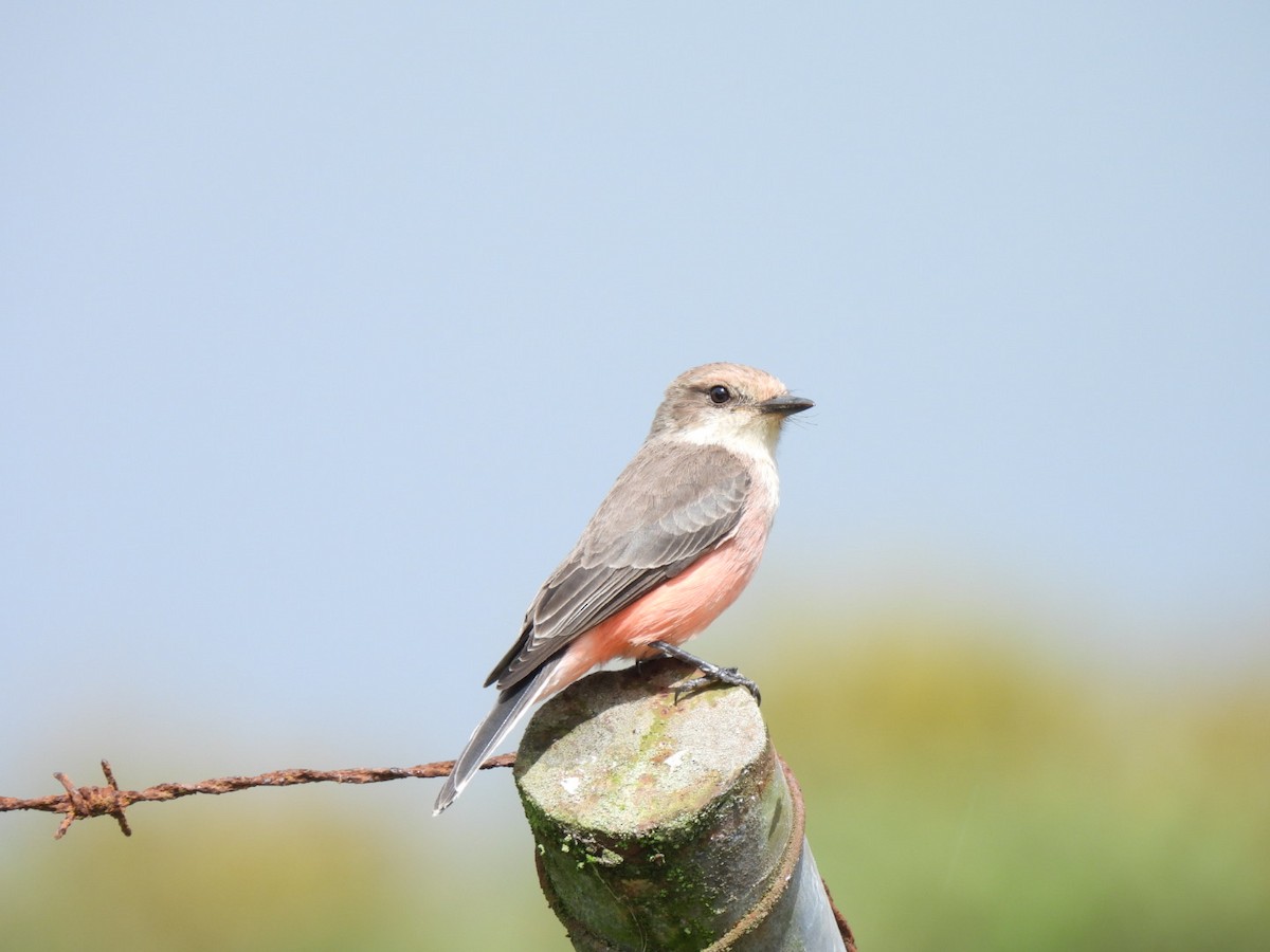 Vermilion Flycatcher - ML645990320