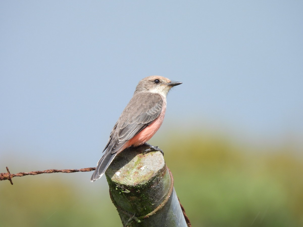 Vermilion Flycatcher - ML645990321