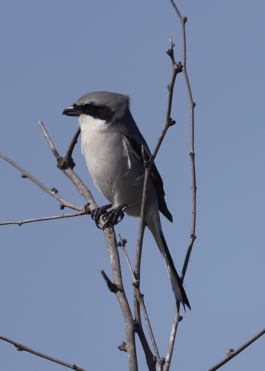 Loggerhead Shrike - ML645990322