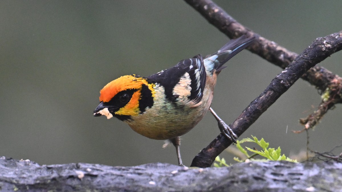 Flame-faced Tanager - ML645990328