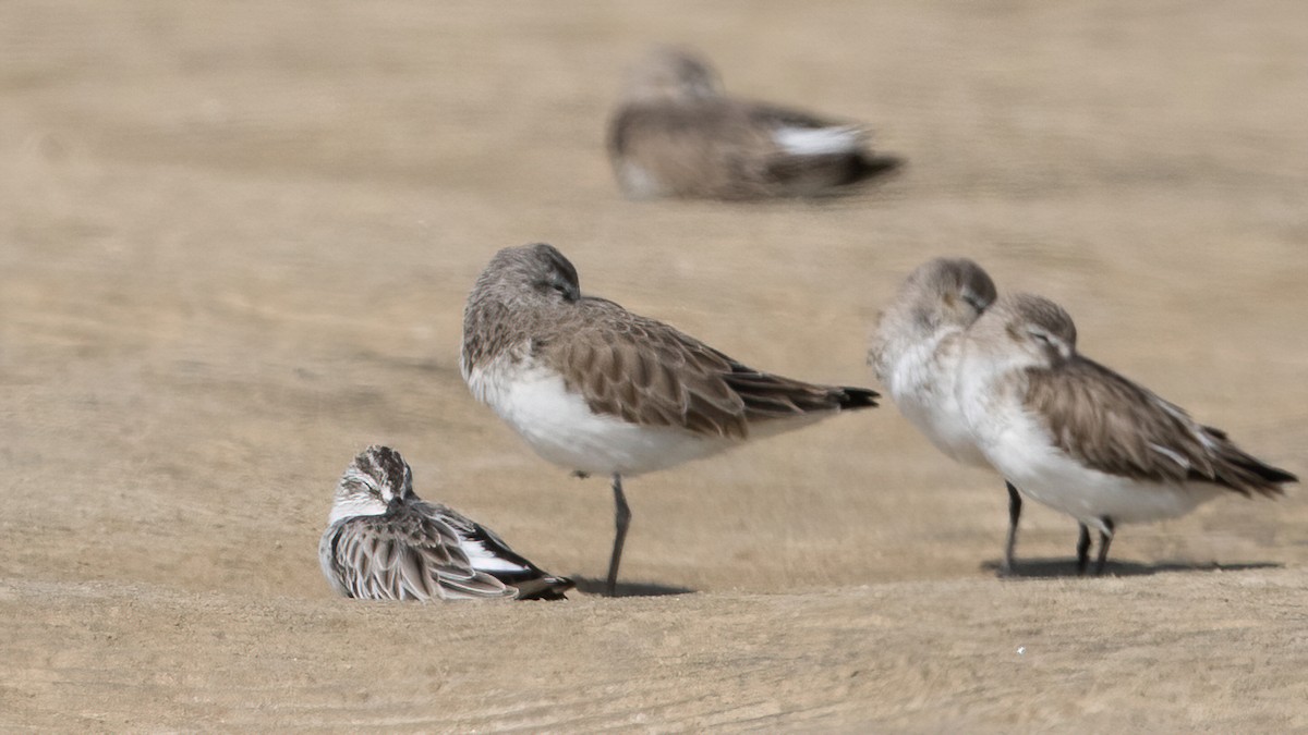 Сянби элсэг - ML645990334