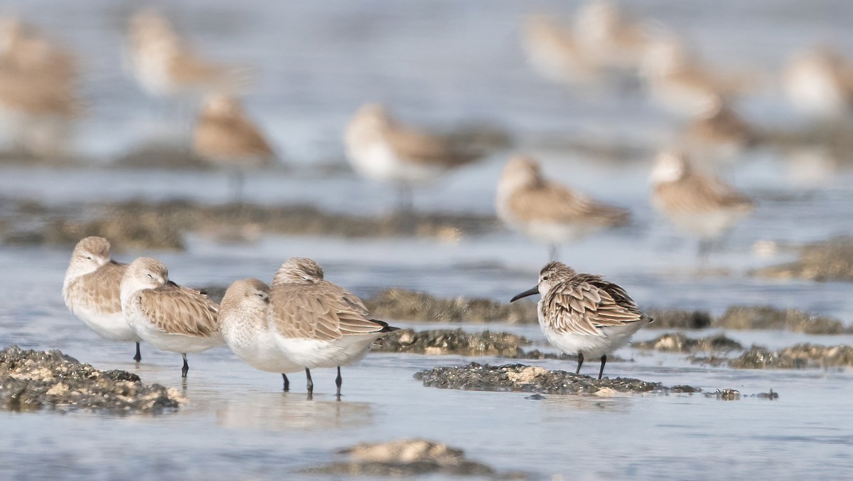 Сянби элсэг - ML645990335