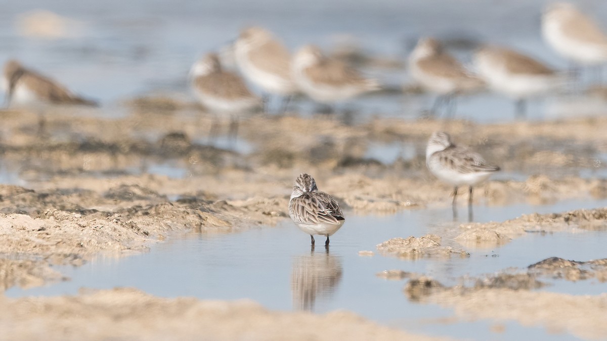 Сянби элсэг - ML645990336