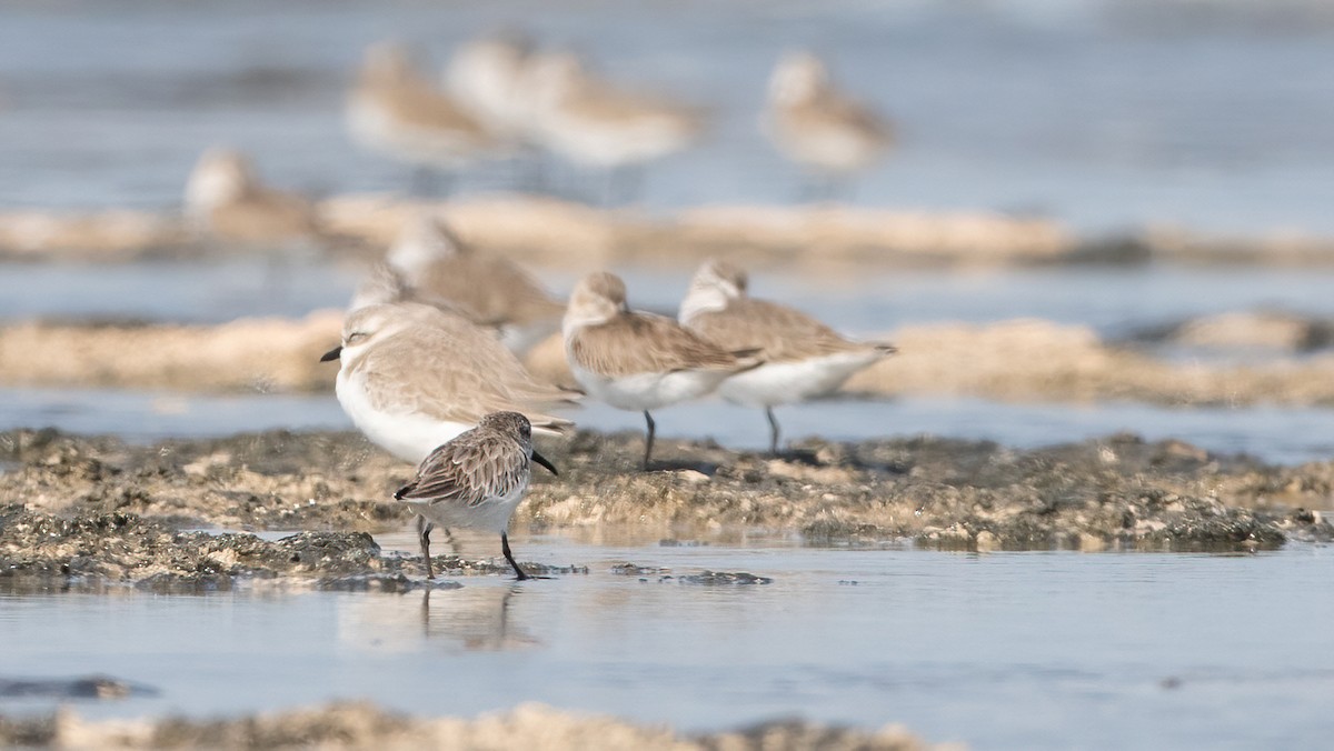 Сянби элсэг - ML645990337