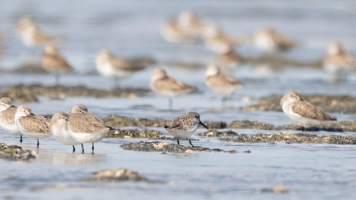 Сянби элсэг - ML645990338