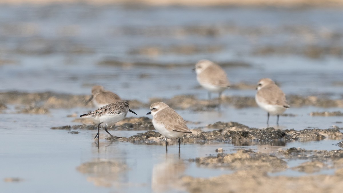 Сянби элсэг - ML645990339