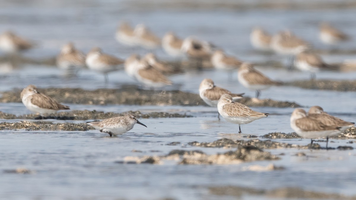 Сянби элсэг - ML645990340