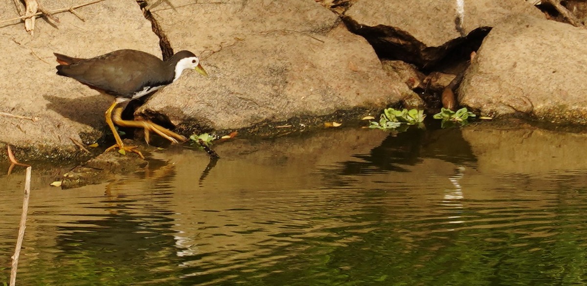 White-breasted Waterhen - ML645990357