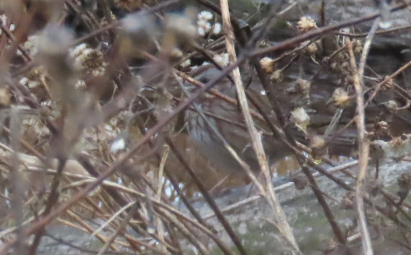 Song Sparrow - ML645990368