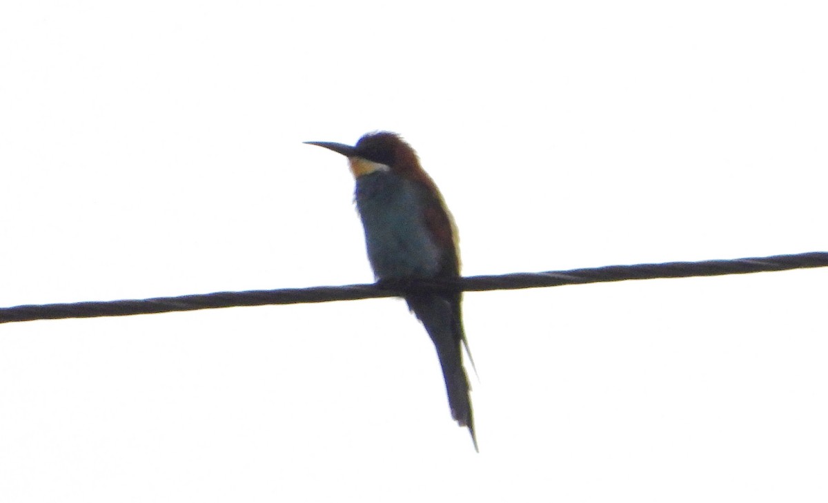 European Bee-eater - ML645990372