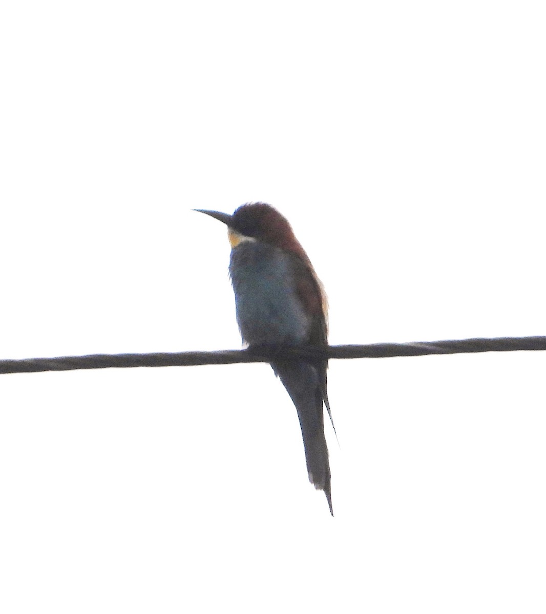 European Bee-eater - ML645990373