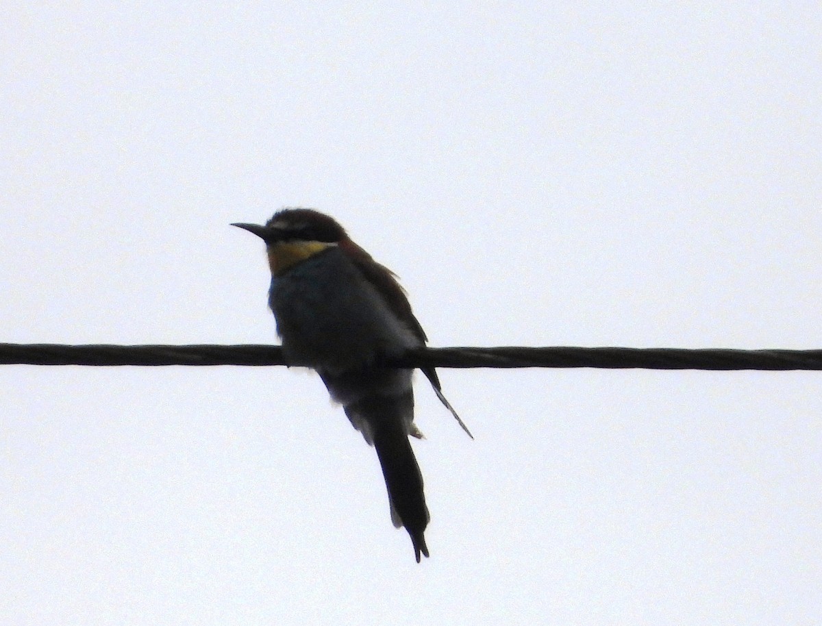 European Bee-eater - ML645990375