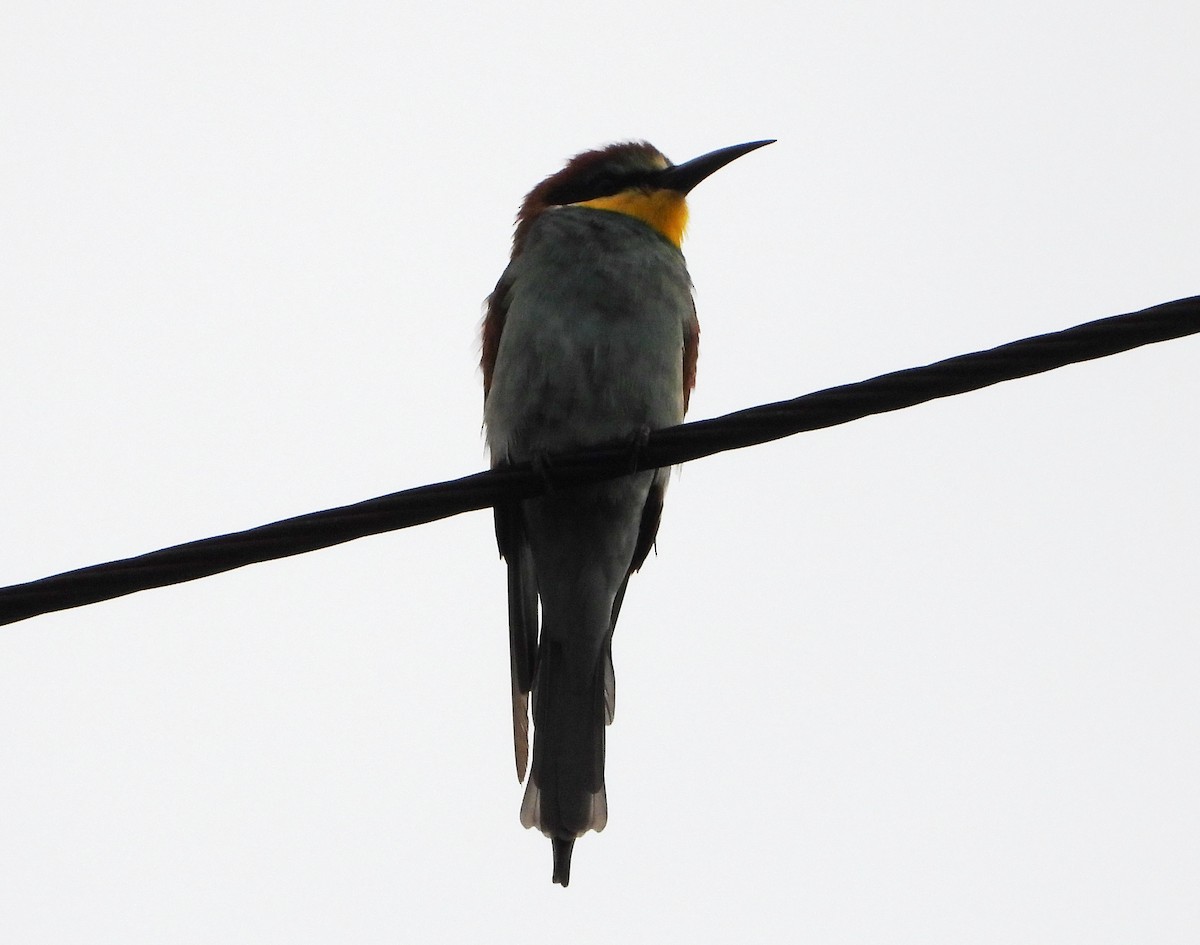 European Bee-eater - ML645990381