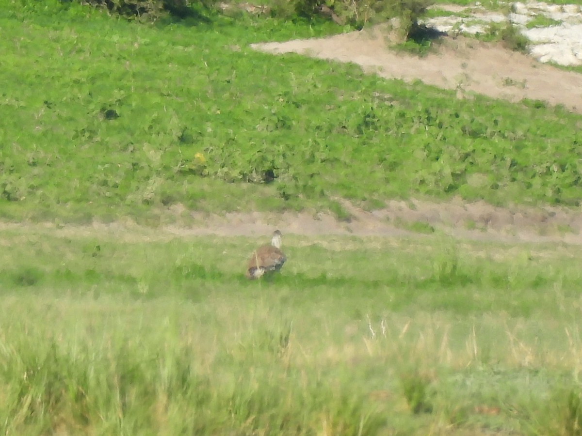 Kori Bustard - ML645990384