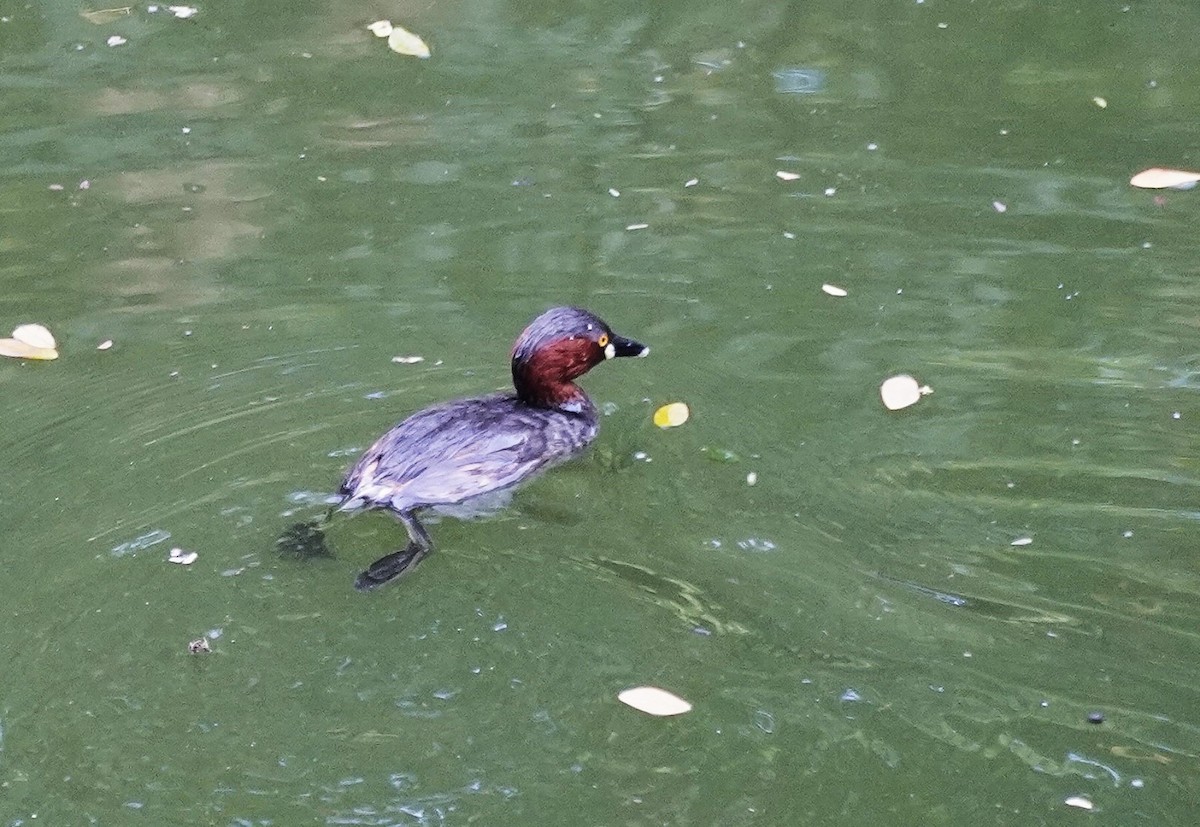 Little Grebe - ML645990395