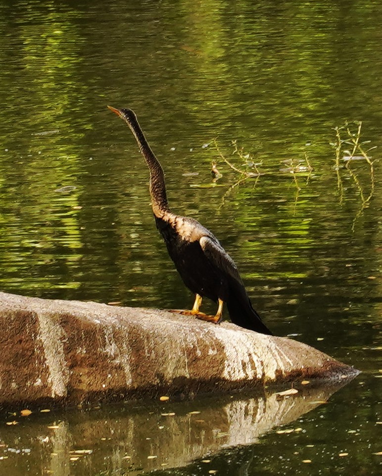 Oriental Darter - ML645990405
