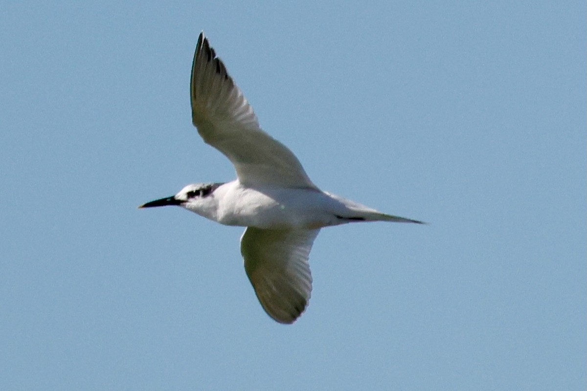 rybák severní - ML645990407