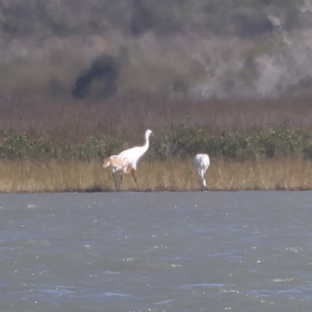 jeřáb americký - ML645990408