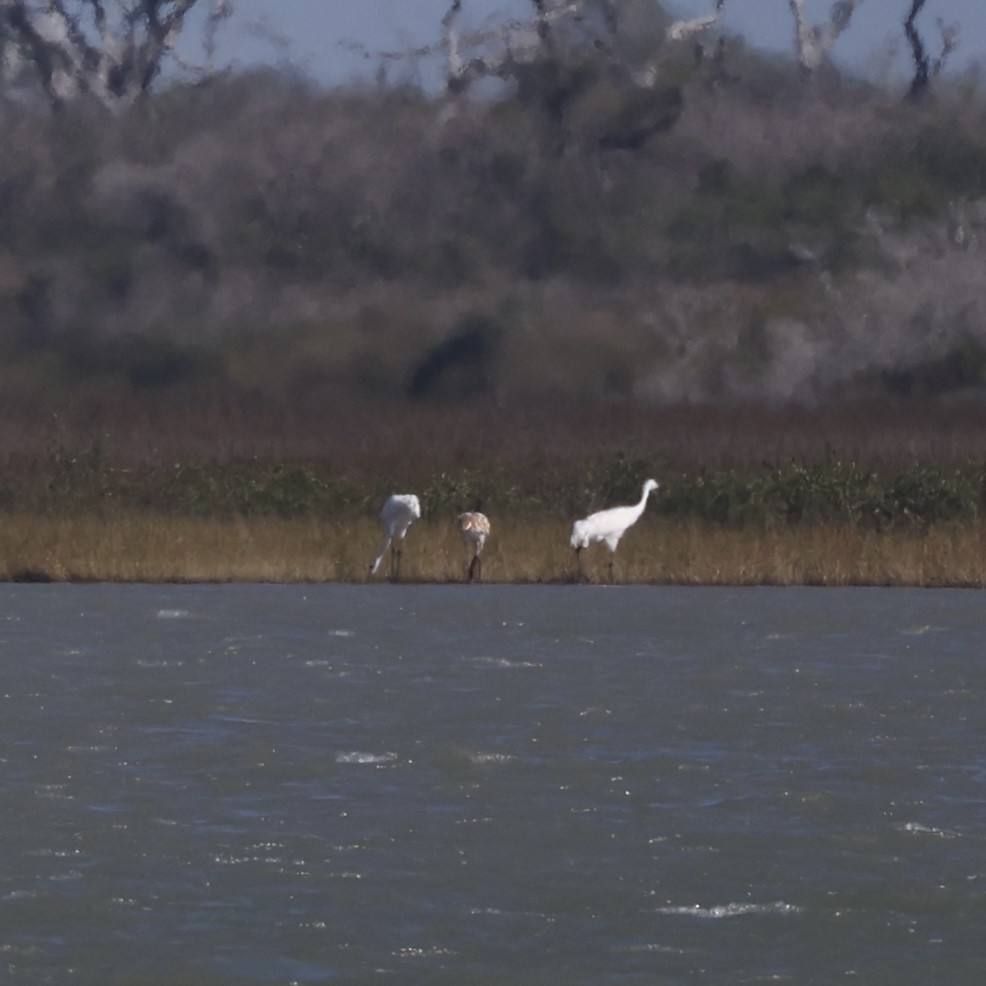 jeřáb americký - ML645990409