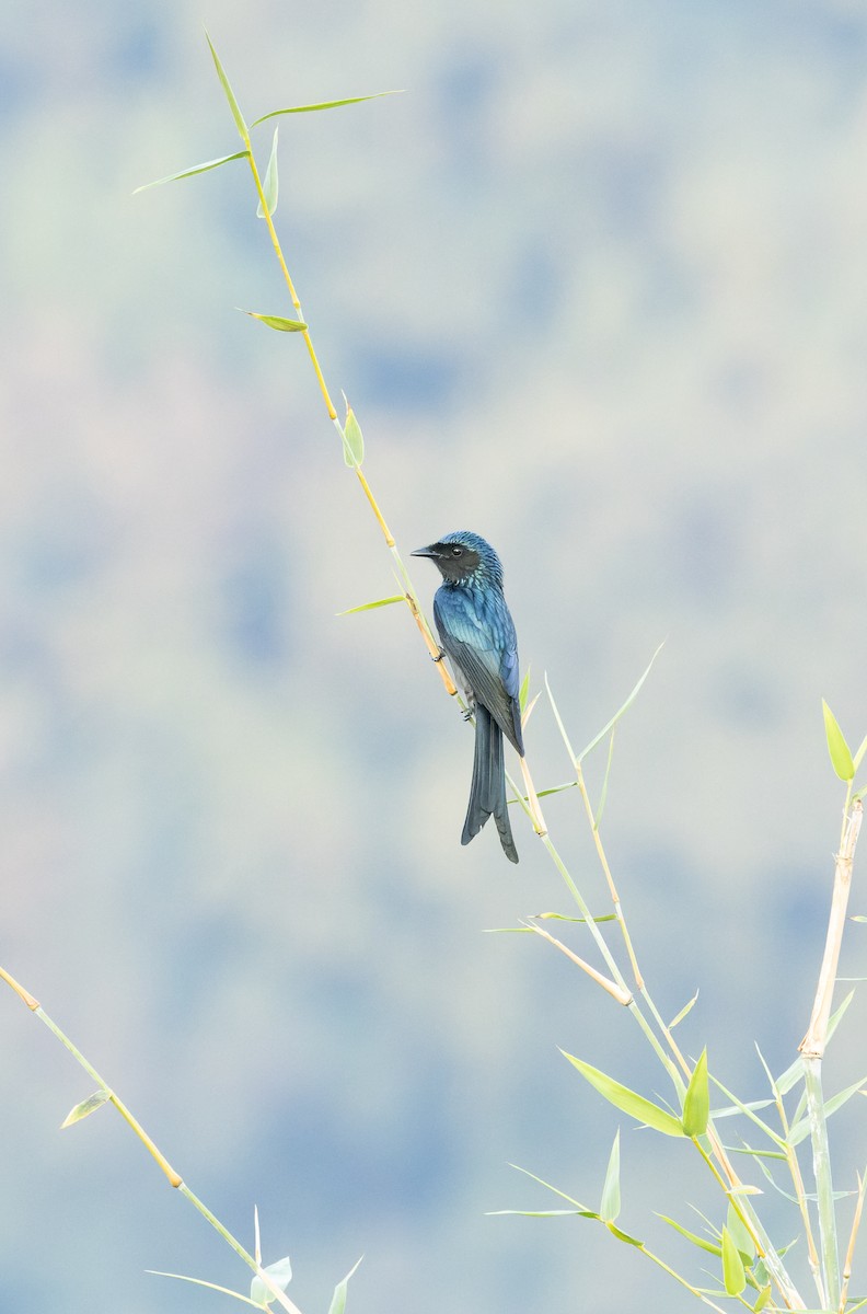 drongo indomalajský - ML645990415